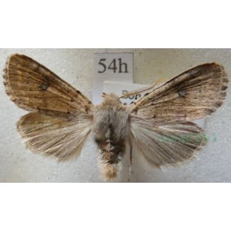 Dioszeghyana schmidtii (Diöszeghy, 1935) male Czech54h